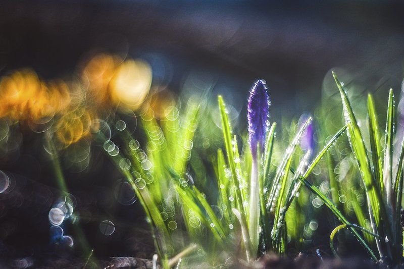 Брызги счастья в капельках весны... фото превью