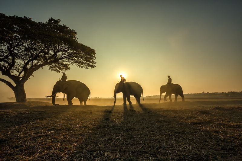animal,elephant,silhouette,People,safari,asia, Outside of safari  фото превью