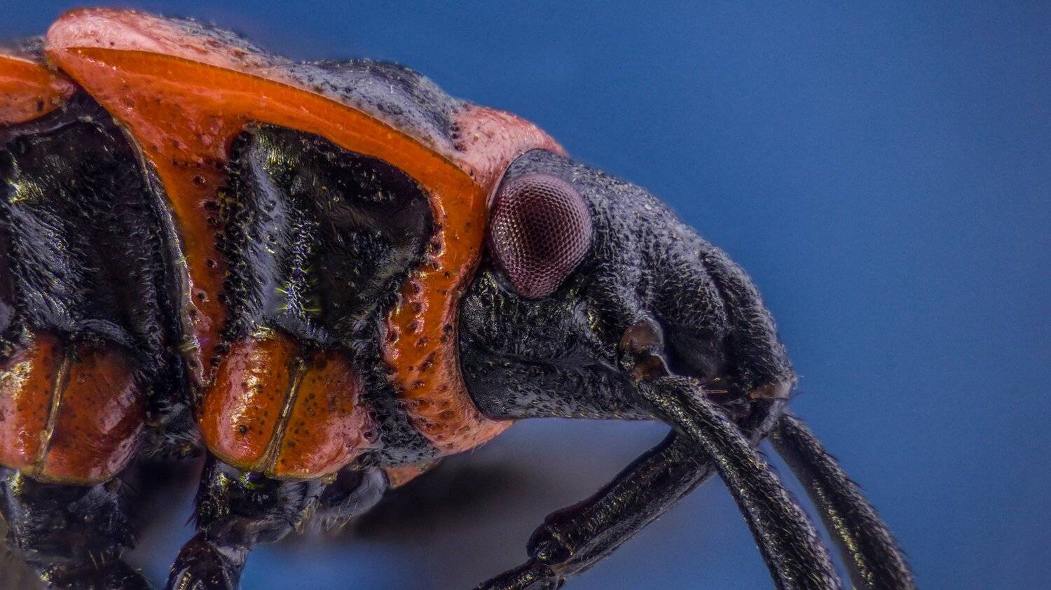 ceclii,macro,lgg4, Tsvetan Ganev