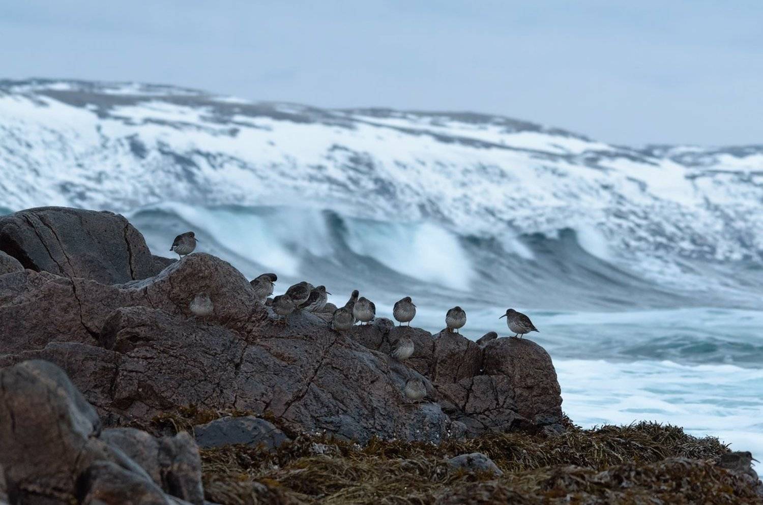 териберка, кольский, кулики, море, волны, крайземли, птицы, камни, ветер, Игорь
