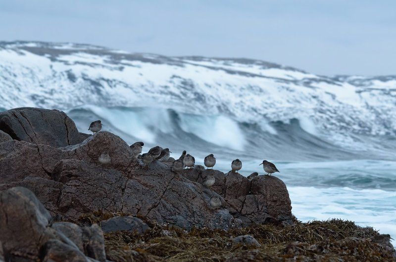 териберка, кольский, кулики, море, волны, крайземли, птицы, камни, ветер Лови волну фото превью