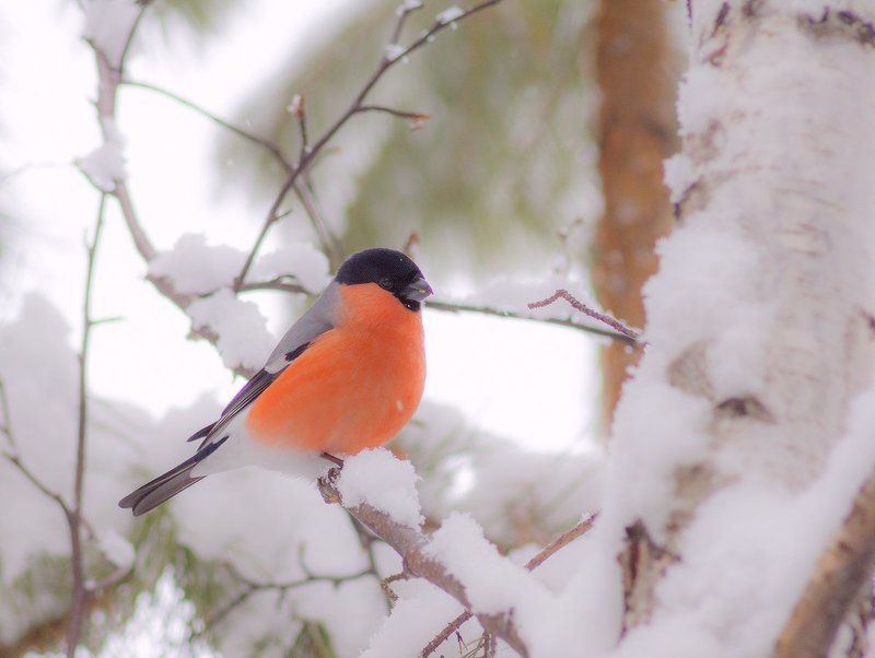 Февральская прогулка фото превью