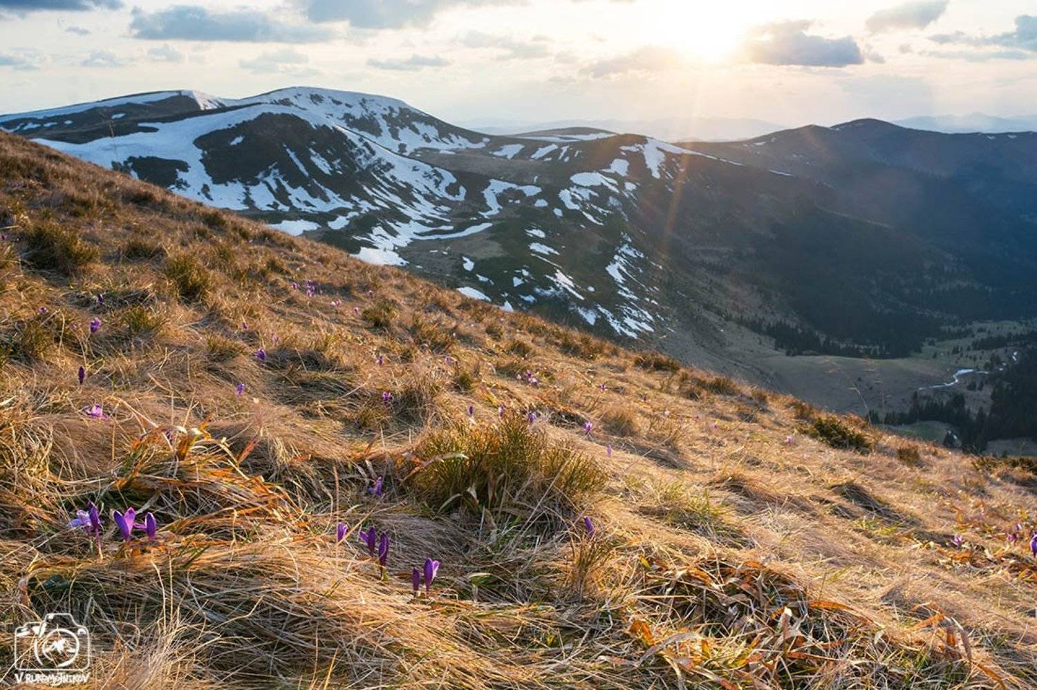 украина, карпаты, свидовец, горы, крокус, закат, весна, Рукомойников Валентин