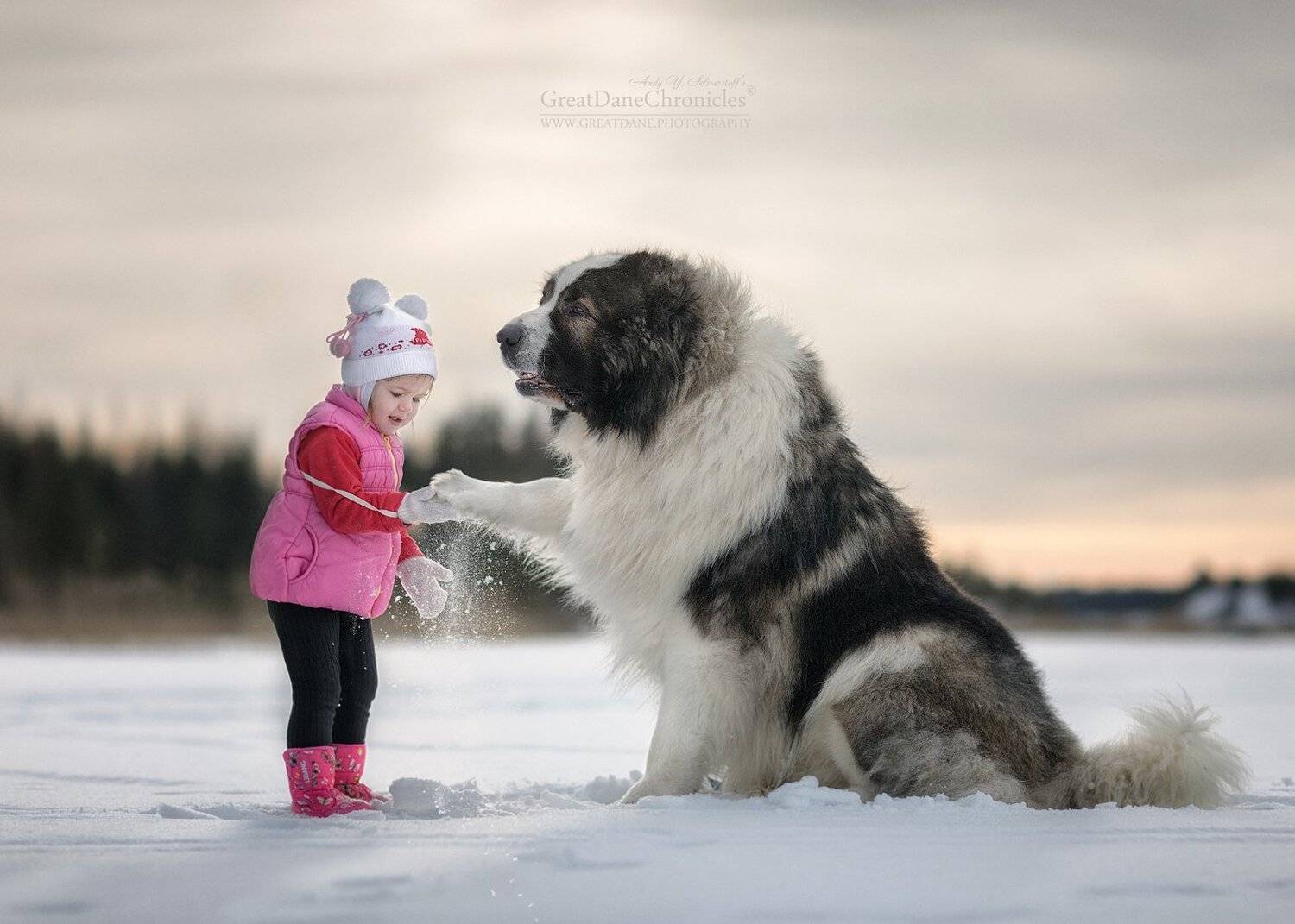 кавказкая овчарка, дети, зима, Андрей Селиверстов
