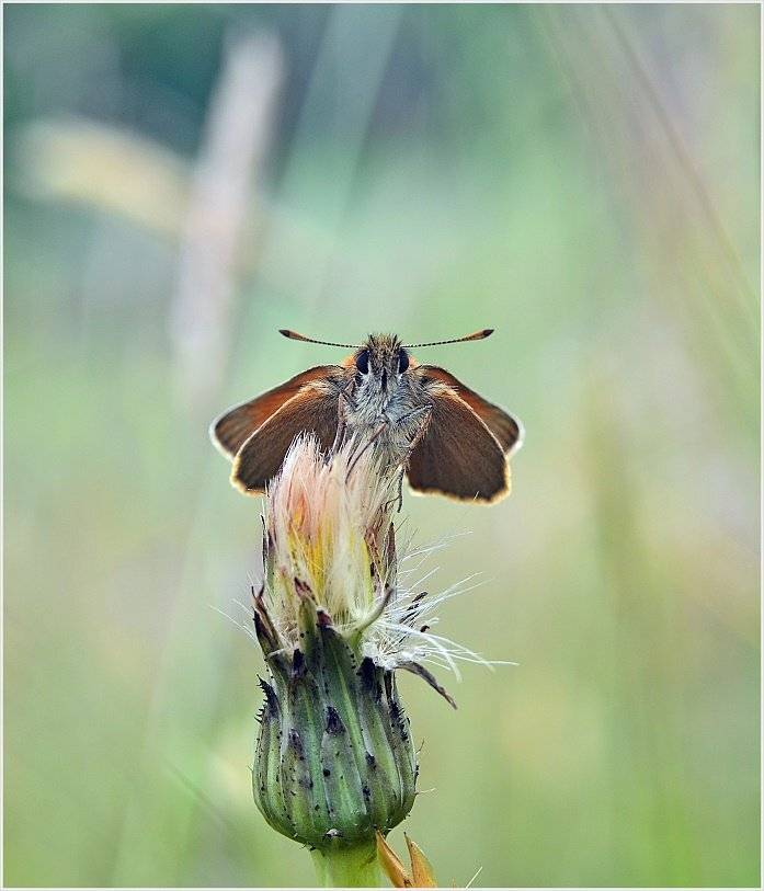 , Krzysztof Trojanowski