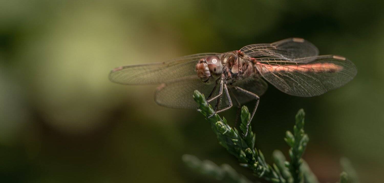 природа, макро, стрекоза, Неля Рачкова