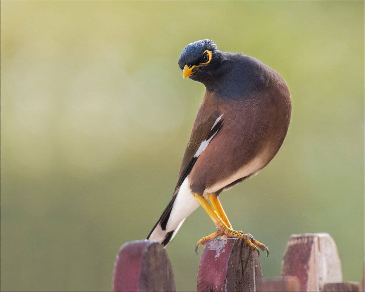 майна, февраль, утро, забор, Людмила Бекман