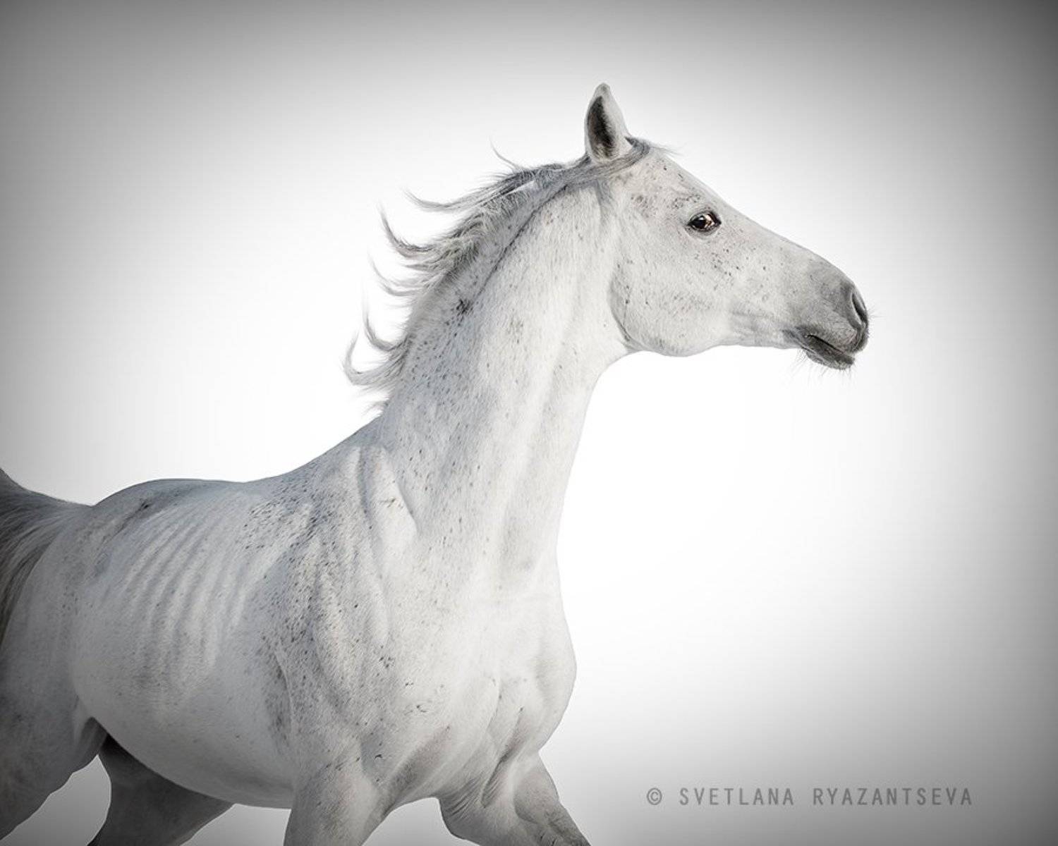arab, arabian, beautiful, breed, equestrian, equine, gallop, grey, head, horse, isolated, motion, portrait, purebred, stallion, white, лошадь, лошади, арабская, арабский, жеребец, серый, серая, белый, Svetlana Ryazantseva