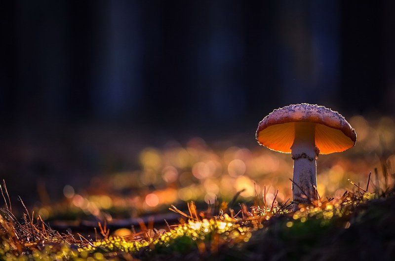 Торшерчик фото превью