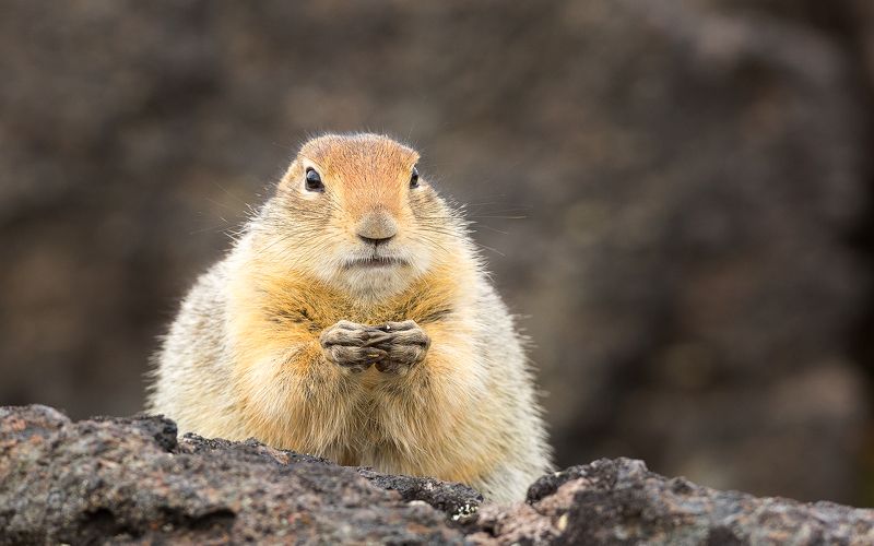 Евражка Судья фото превью