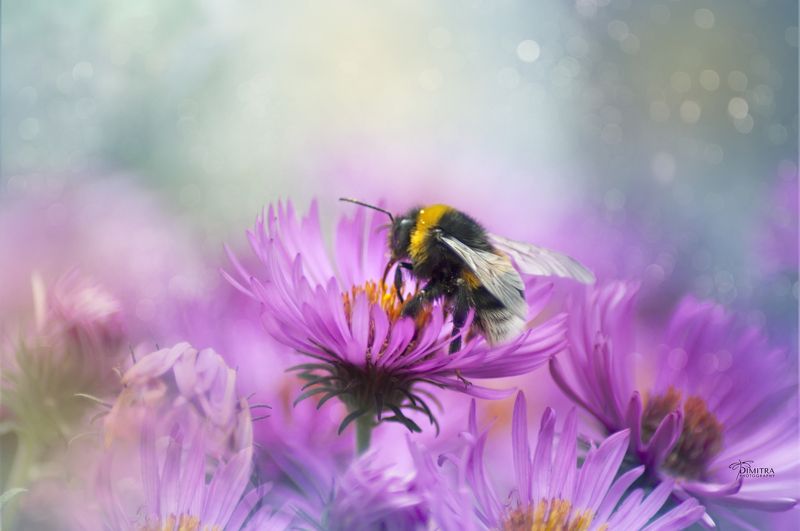 Из жизни шмеля фото превью