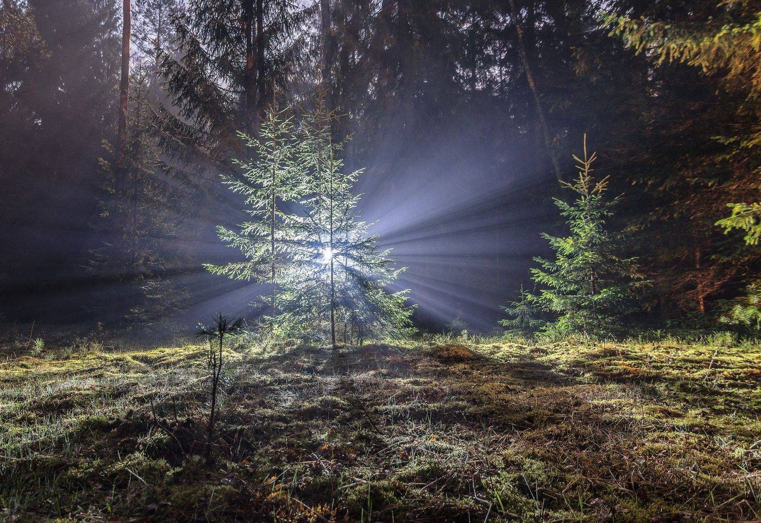 весна свет ночь туман влажность лес поляна трава зелень ель беларусь пуща, Попков Александр