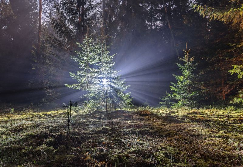 весна свет ночь туман влажность лес поляна трава зелень ель беларусь пуща Квантовая ловушка фото превью