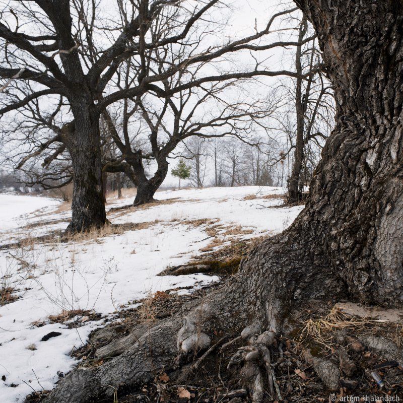 Жизнь дубов фото превью