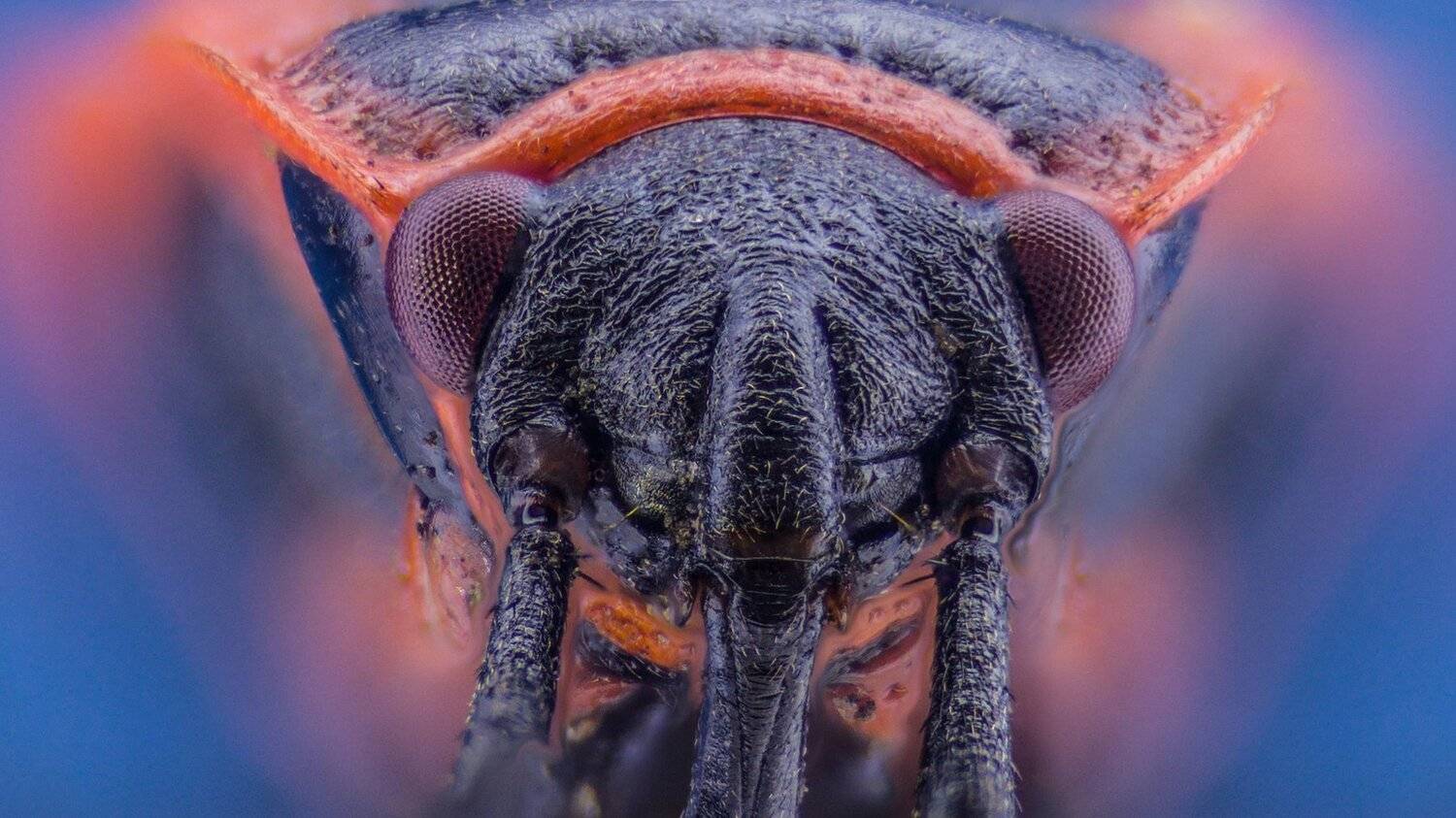 Автор: Tsvetan Ganev ceclii,macro,lgg4, Tsvetan Ganev