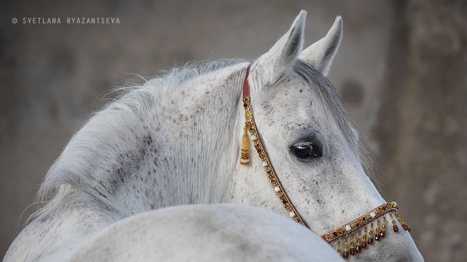 animal, arab, arabian, back, beautiful, breed, closeup, eye, grey, head, horse, isolated, look, portrait, purebred, stallion, white, лошадь, лошади, портрет, серый, серая, чистокровный, арабская, арабский, Svetlana Ryazantseva