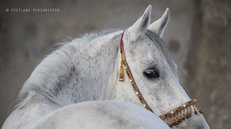 animal, arab, arabian, back, beautiful, breed, closeup, eye, grey, head, horse, isolated, look, portrait, purebred, stallion, white, лошадь, лошади, портрет, серый, серая, чистокровный, арабская, арабский Арабские мотивы фото превью