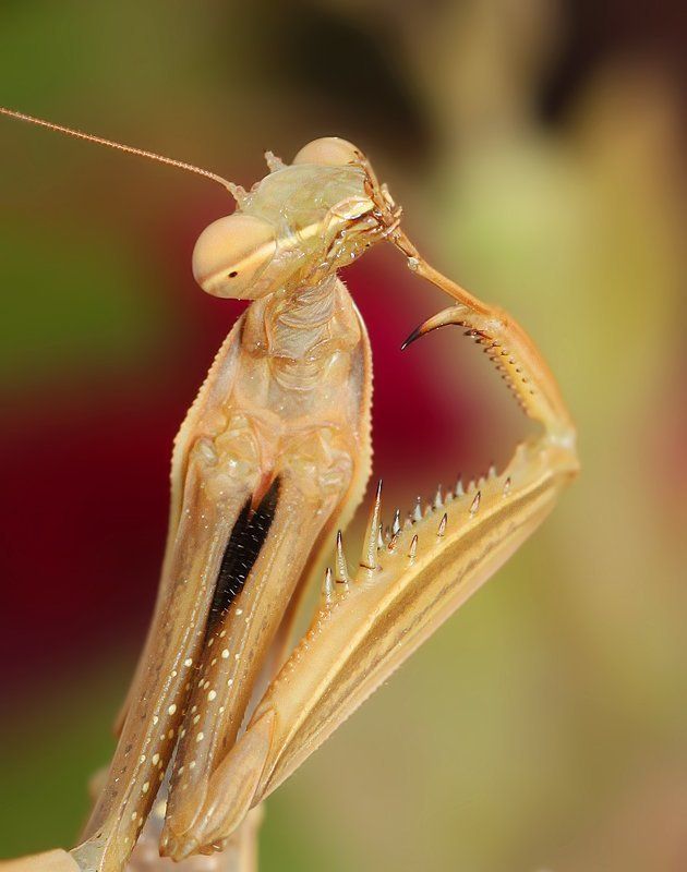 mantis mantis фото превью