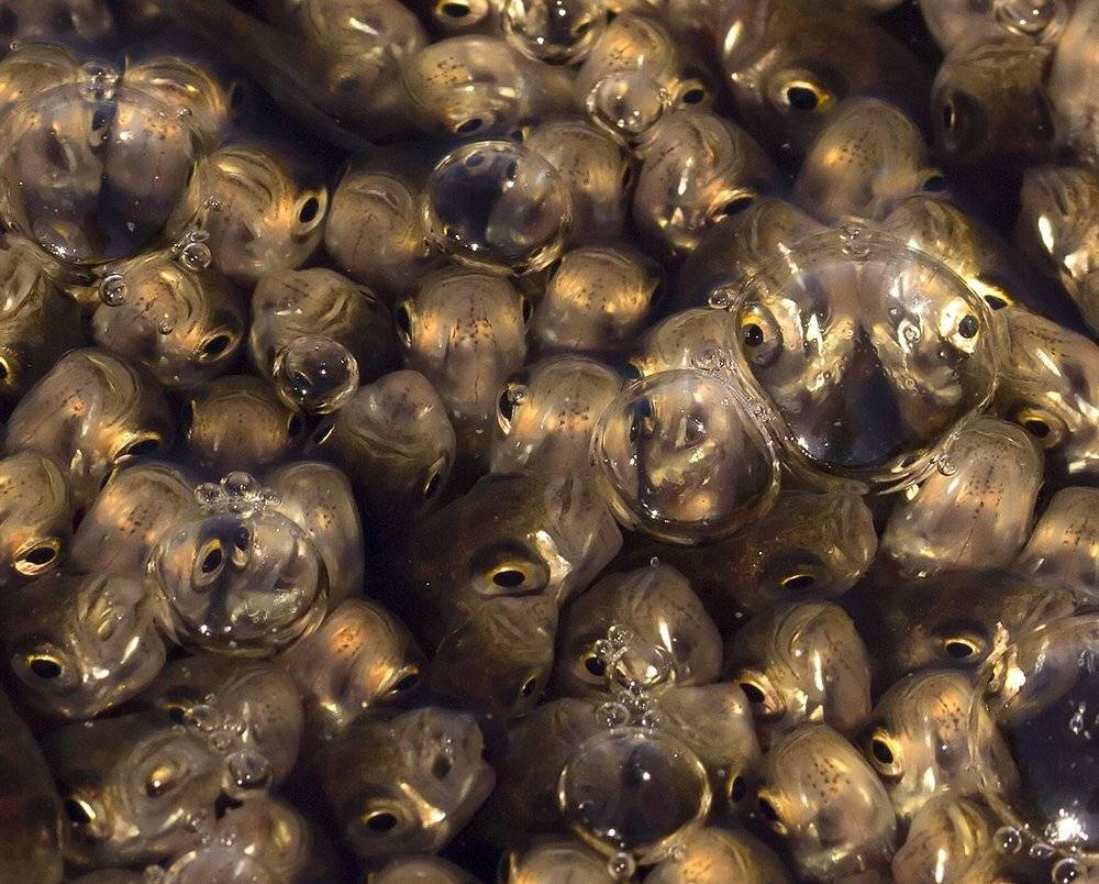 , Иваненко Светлана