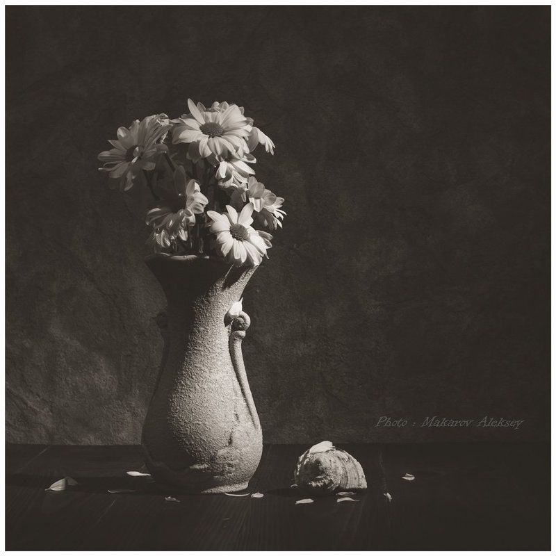 Ромашки фото превью