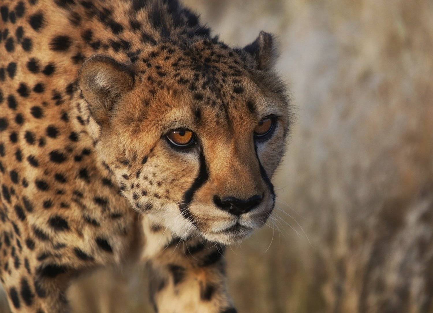 #loveafrica, mc, namibia, намибия, Маргарита Чернилова