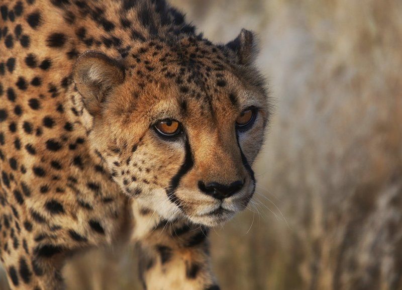 #loveafrica, mc, namibia, намибия #loveafrica фото превью