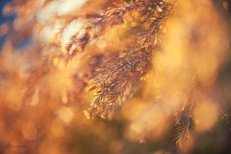 Flowers, Nature, Spring spring фото превью