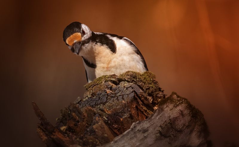 Настороженное любопытство фото превью