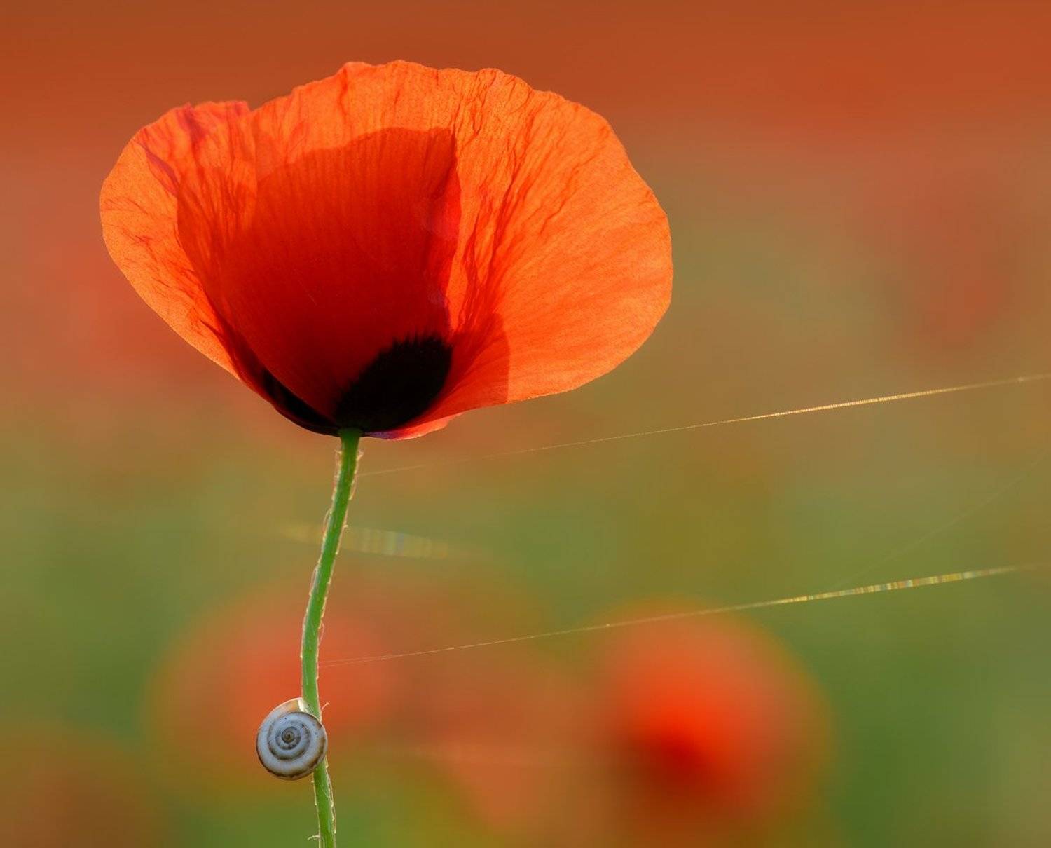 мак, макро, цветение, Mashin Rostislav