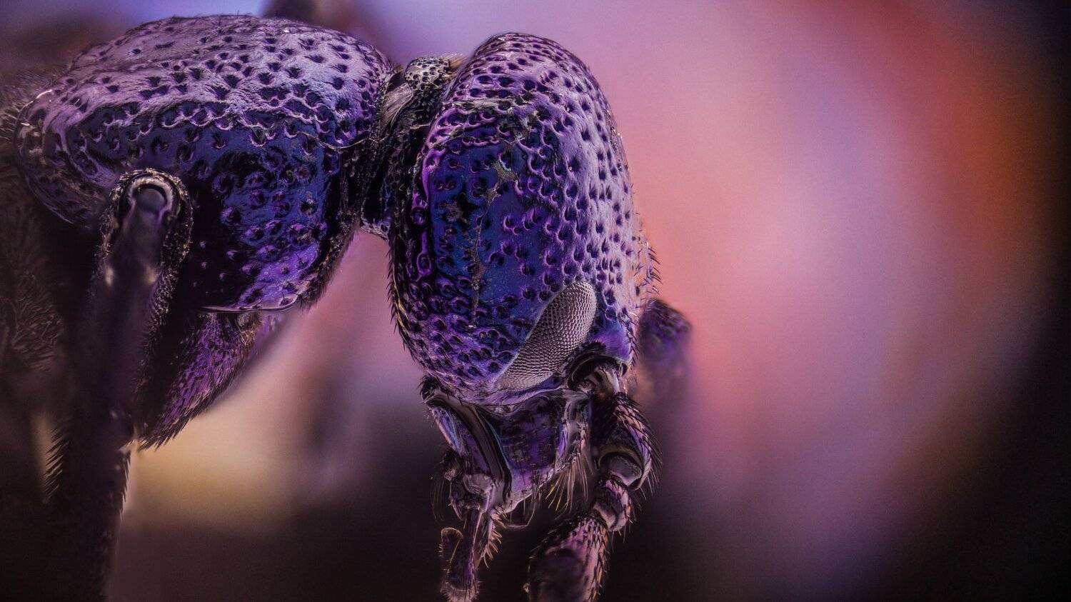 ceclii,macro,lgg4, Tsvetan Ganev