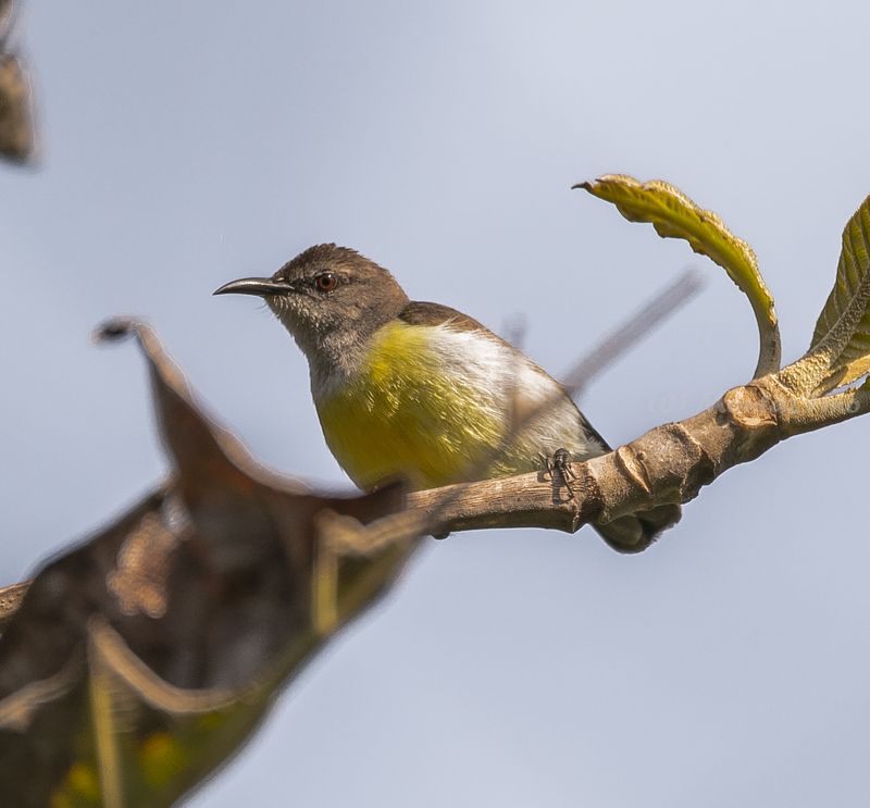 Purple-rumped Sunbird - female  фото превью