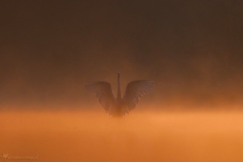 Angel фото превью