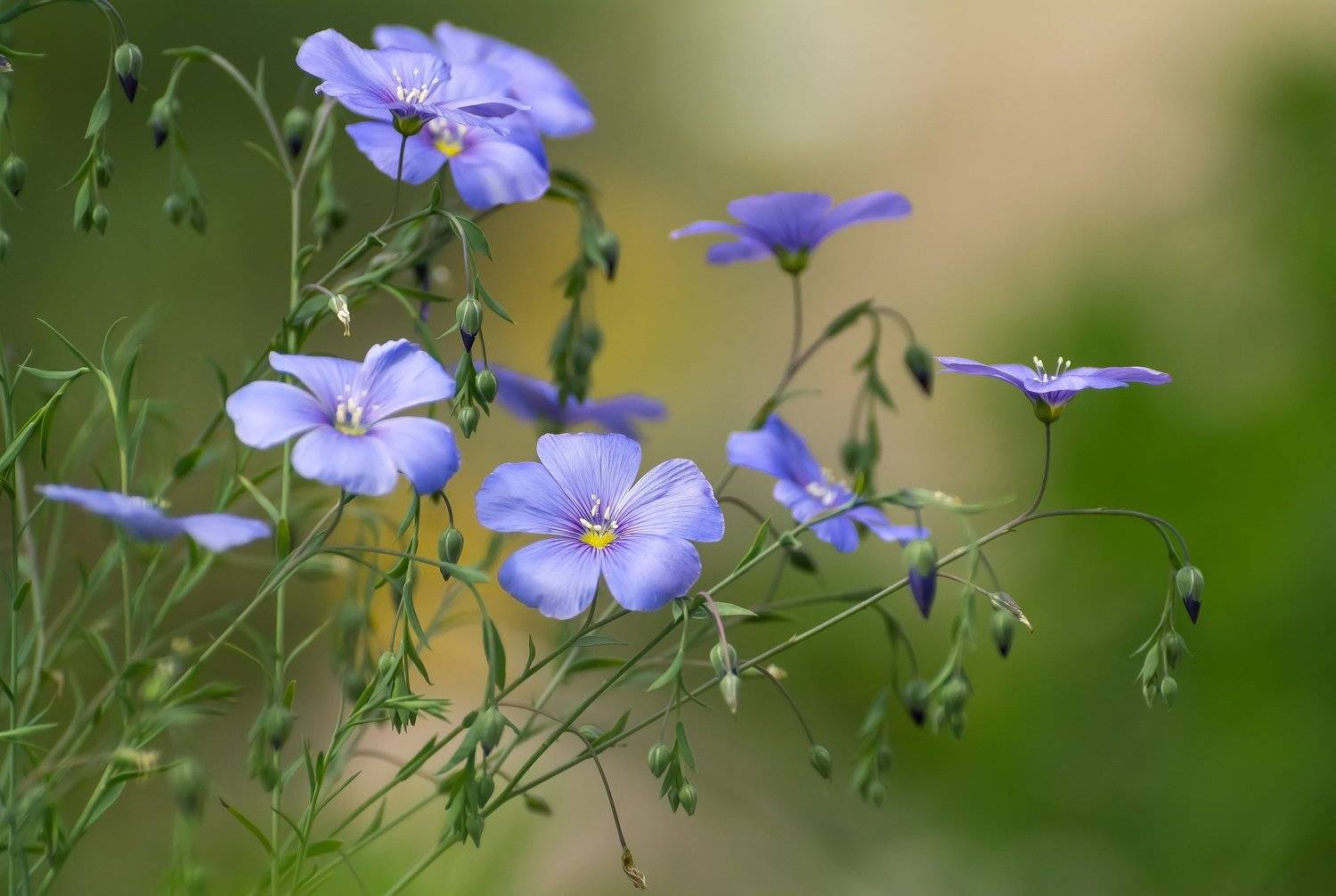 , Шинкарева Елена