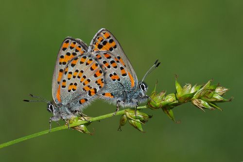 Akbes Hairstreak