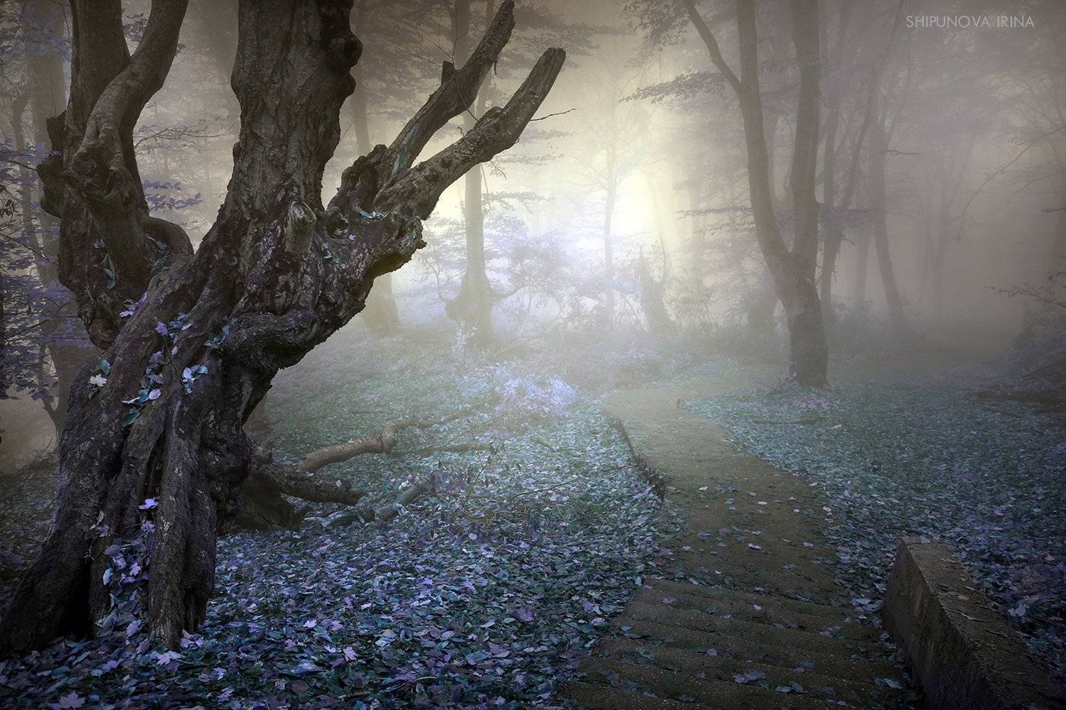 , Шипунова Ирина