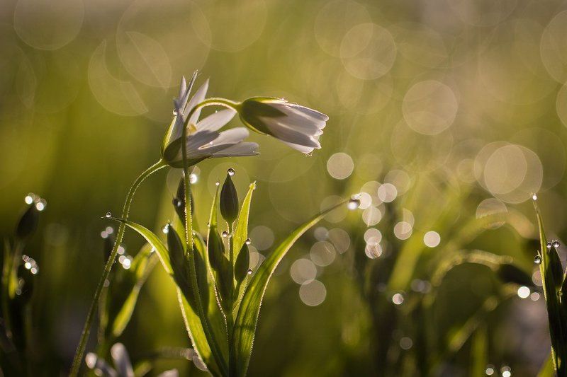 макро,роса,весна Весенний флирт.. фото превью
