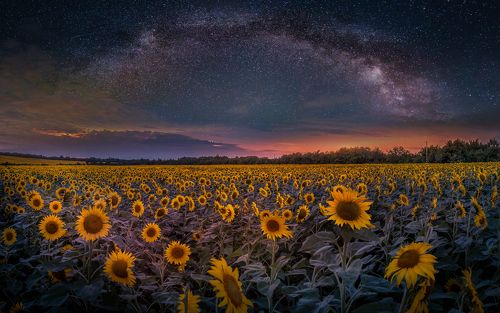 StarFlowers / Звездоглед