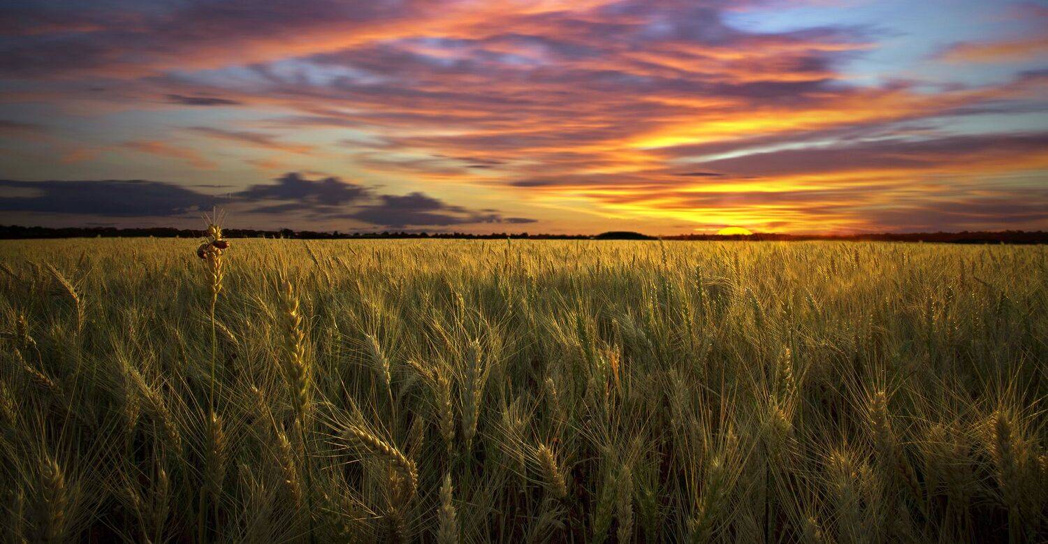 , Милокост Алексей