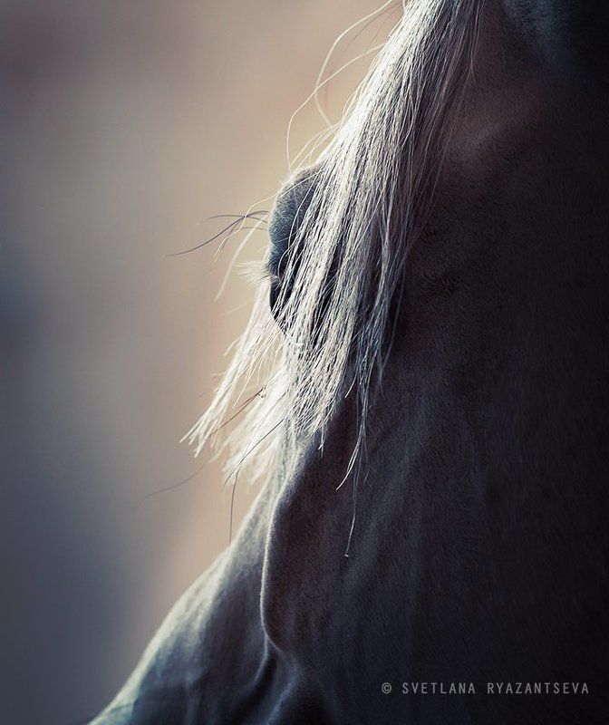 closeup, isolated, horse, white, stallion, head, dark, portrait, grey, arabian, mane, arab, detail, eye, animal, лошадь, портрет, арабская, арабский, жеребец, лошади Arabian dream фото превью