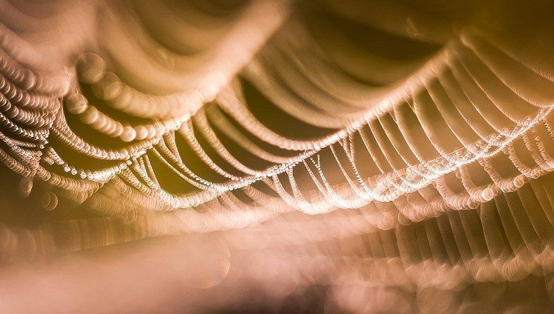 Метаморфозы на тему паутины фото превью