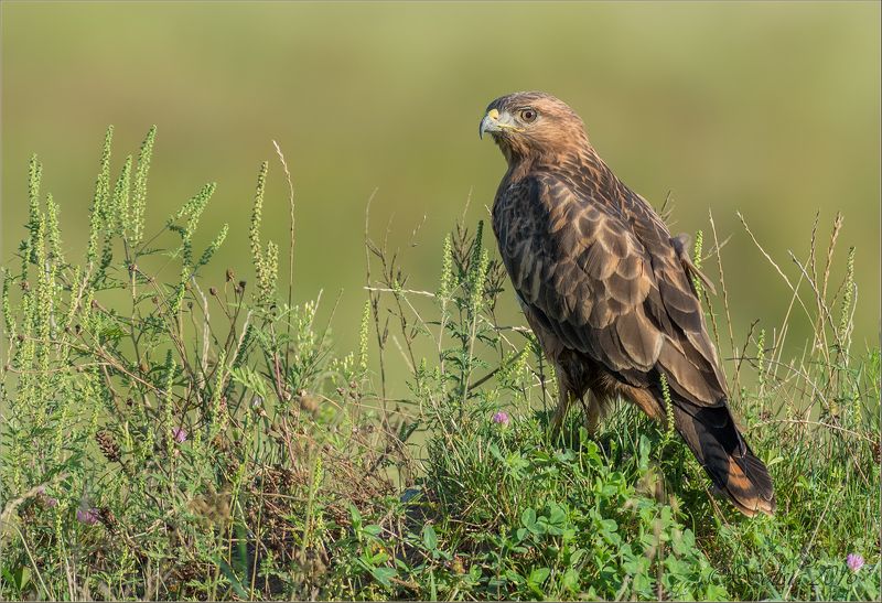 птицы, природа, дикие животные, buteo buteo, канюк, лето, август, 2016, карачаево-черкессия, россия Канюк фото превью
