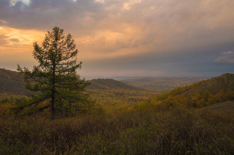 вечер, осень, закат, желтое, лиственница, дождь, простор  фото превью