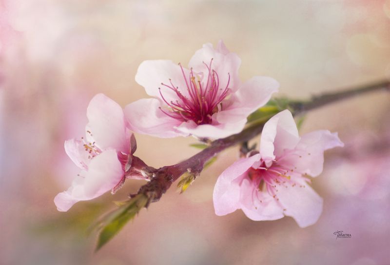 Весна фото превью