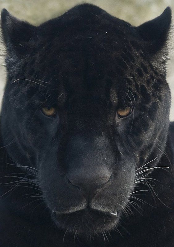 Black jaguar фото превью