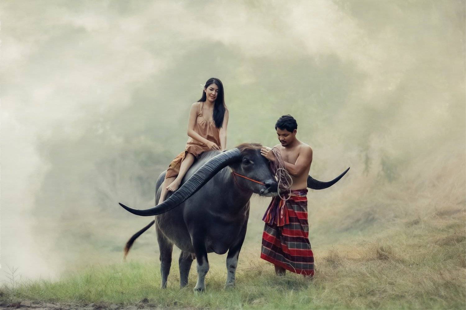 love, buffalo,couple,thai,thailand, ADIREK M