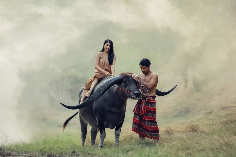 love, buffalo,couple,thai,thailand Thi-Baan фото превью