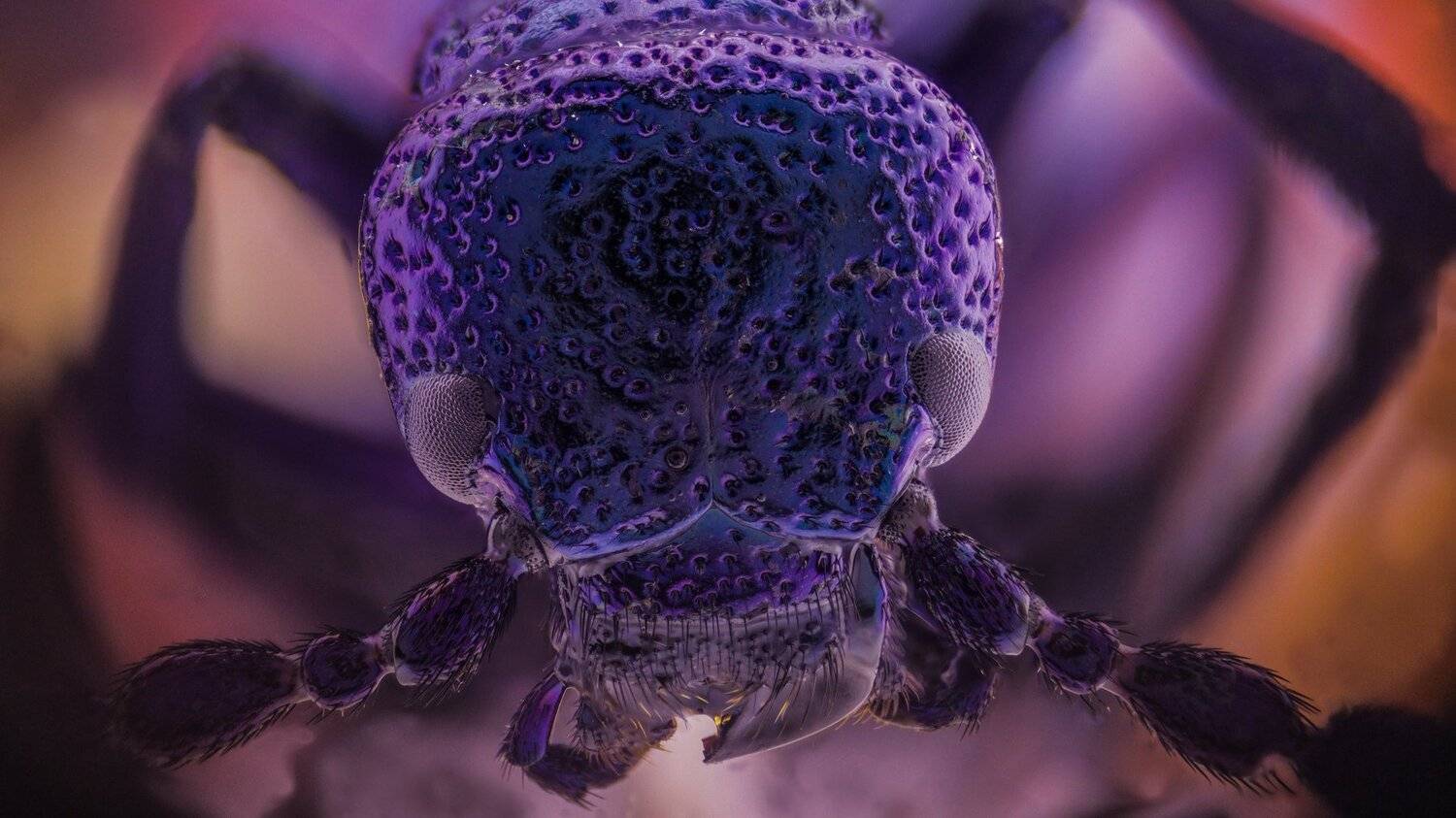 ceclii,macro,lgg4, Tsvetan Ganev