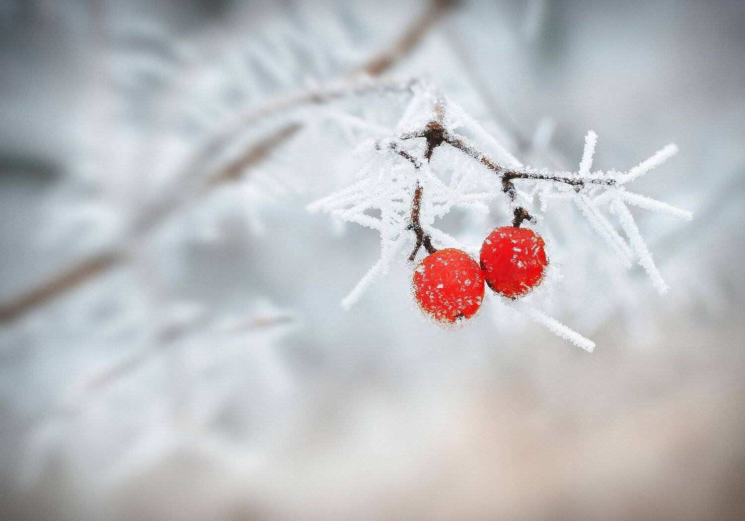 , Mihalych