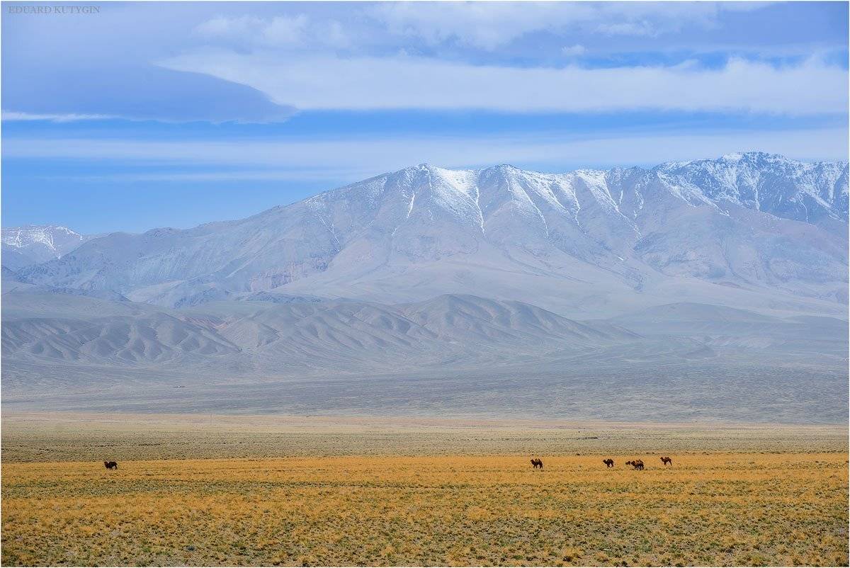 Кутыгин, Монголия, весна, май, , Кутыгин Эдуард