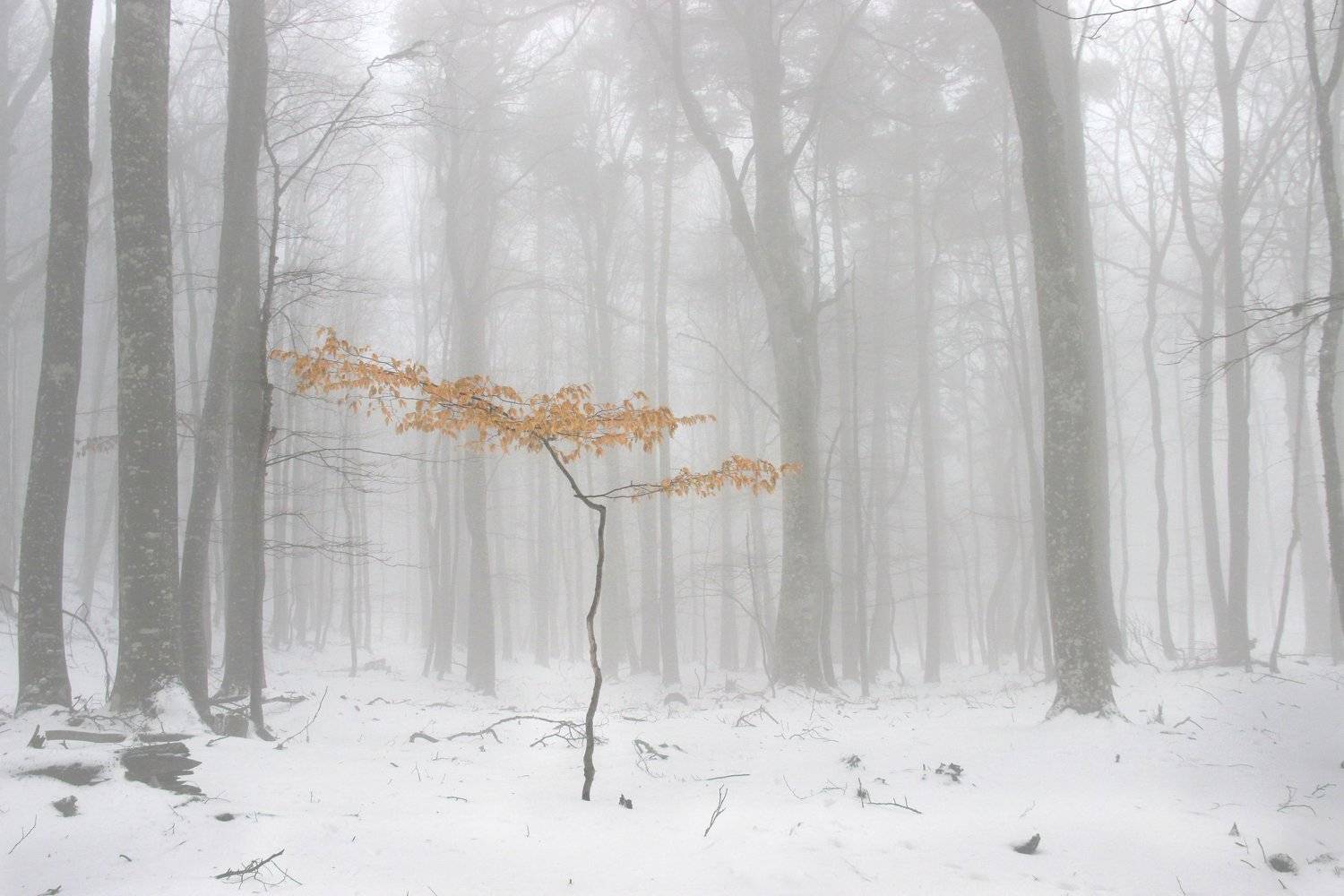 , Ирина Гайворонская